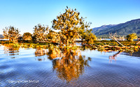 Northern Greece (Lake Kerkini, Spring)