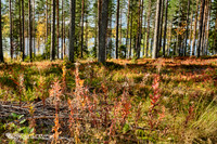 Finland: Forest and Fungi