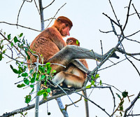 Borneo