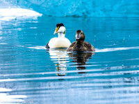 Iceland: Birds
