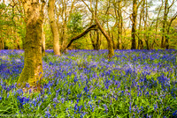 Southern England: Waterways, Wetland, Woodland and Farmland
