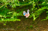 Dumfries and Galloway: Wildlife