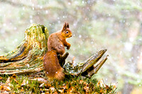 Scotland: Perthshire and the Cairngorms
