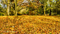 Northern England: Woodland
