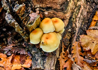 Lichens and Fungi