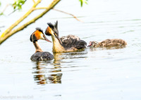 Central and Northern England: Wetland Wildlife