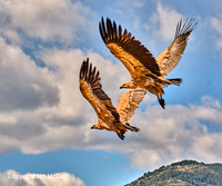 Birds of Aragon and Catalunya