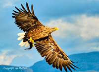 Norway: Wildlife