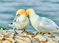 Gannets